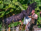 0630-air show - bald eagle