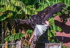 0631-air show - bald eagle