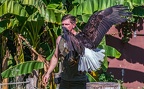 0632-air show - bald eagle