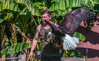 0633-air show - bald eagle