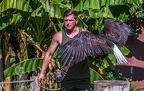 0635-air show - bald eagle