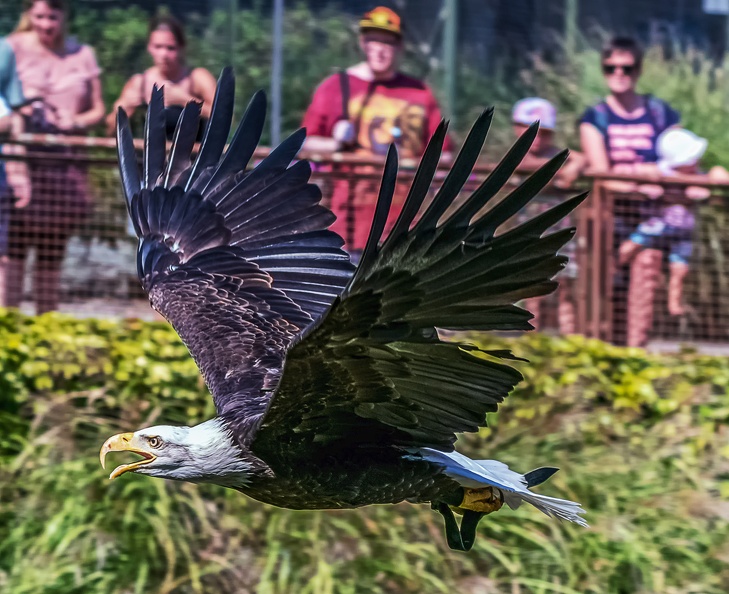 0654-air show - bald eagle.jpg