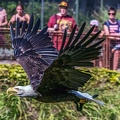 0654-air show - bald eagle