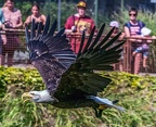 0654-air show - bald eagle