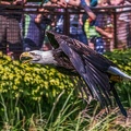 0655-air show - bald eagle