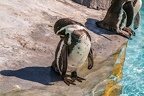 0709-humboldt penguin