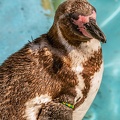 0711-humboldt penguin