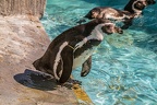 0714-humboldt penguin