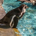 0715-humboldt penguin