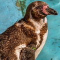 0720-humboldt penguin