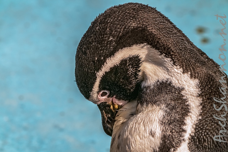 0721-humboldt penguin.jpg