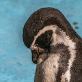 0722-humboldt penguin
