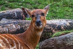 0726-western sitatunga