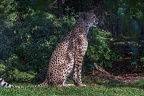 0012-all-weather zoo munster-gepard