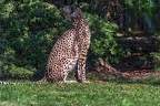 0014-all-weather zoo munster-gepard