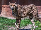 0023-all-weather zoo munster-gepard