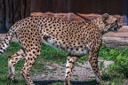 0024-all-weather zoo munster-gepard