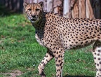 0025-all-weather zoo munster-gepard