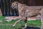 0028-all-weather zoo munster-gepard