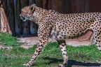 0029-all-weather zoo munster-gepard