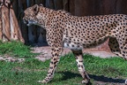 0030-all-weather zoo munster-gepard