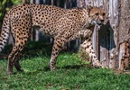 0031-all-weather zoo munster-gepard