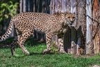 0032-all-weather zoo munster-gepard