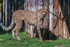 0034-all-weather zoo munster-gepard