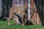 0035-all-weather zoo munster-gepard
