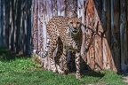 0037-all-weather zoo munster-gepard