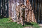 0038-all-weather zoo munster-gepard