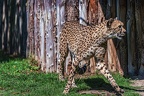 0040-all-weather zoo munster-gepard