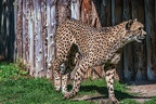 0041-all-weather zoo munster-gepard