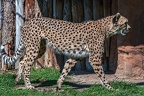 0043-all-weather zoo munster-gepard