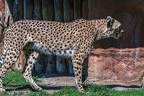 0044-all-weather zoo munster-gepard