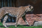 0045-all-weather zoo munster-gepard