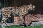 0046-all-weather zoo munster-gepard