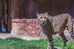 0047-all-weather zoo munster-gepard