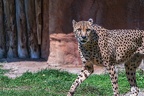 0048-all-weather zoo munster-gepard
