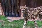 0049-all-weather zoo munster-gepard