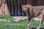 0050-all-weather zoo munster-gepard