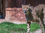 0052-all-weather zoo munster-gepard