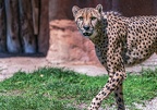 0053-all-weather zoo munster-gepard