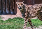 0054-all-weather zoo munster-gepard