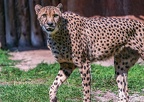 0055-all-weather zoo munster-gepard
