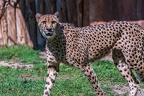 0056-all-weather zoo munster-gepard
