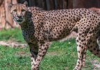0057-all-weather zoo munster-gepard