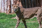 0058-all-weather zoo munster-gepard