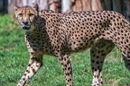 0060-all-weather zoo munster-gepard