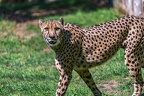 0062-all-weather zoo munster-gepard